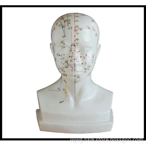 Life-Size Acupuncture Head Model (M-2-L)